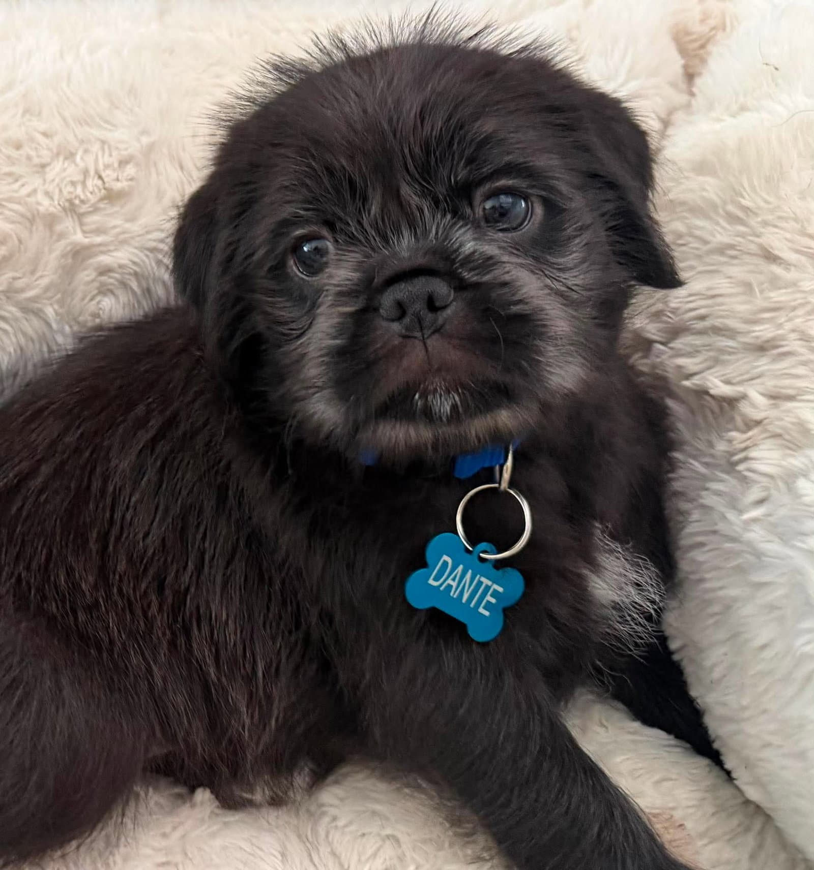 Dante - Pug
