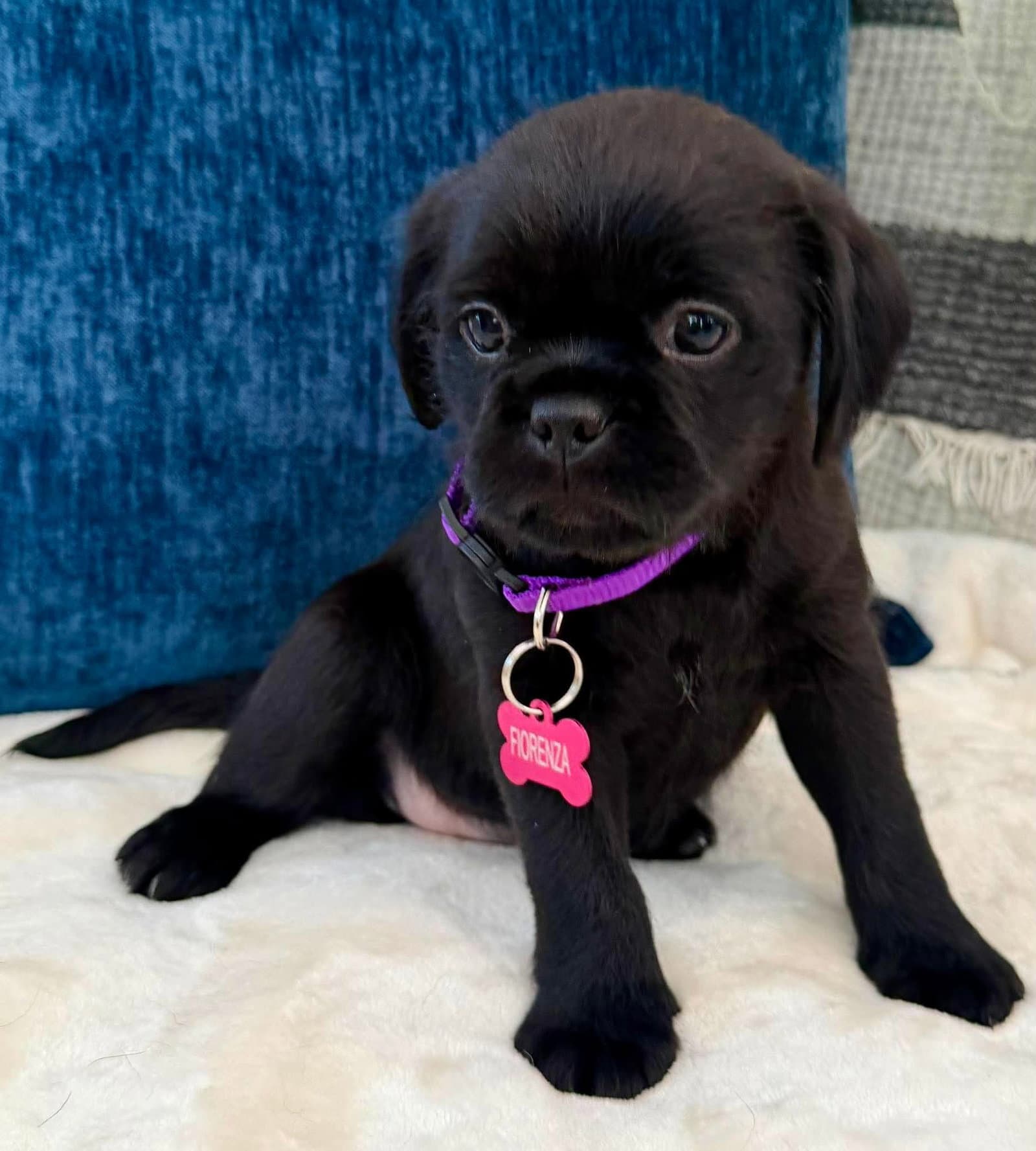 Fiorenza - Pug