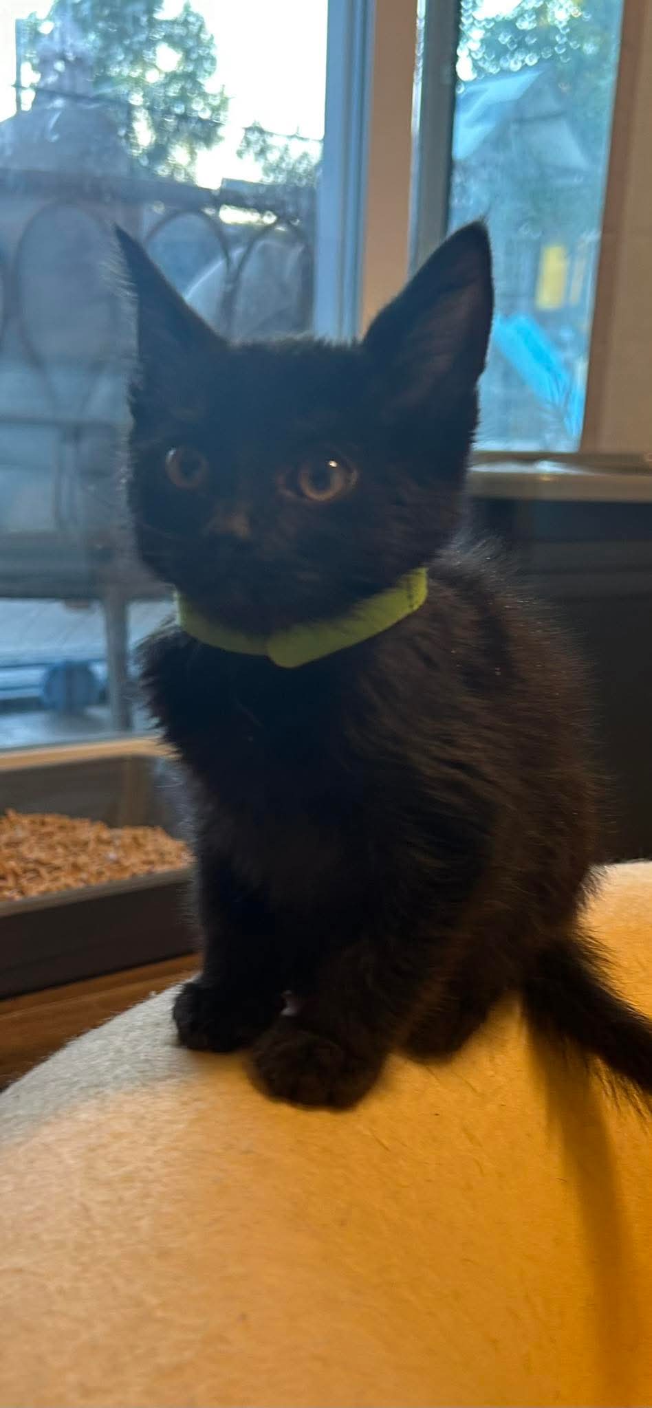 Sioux - Domestic Short Hair
