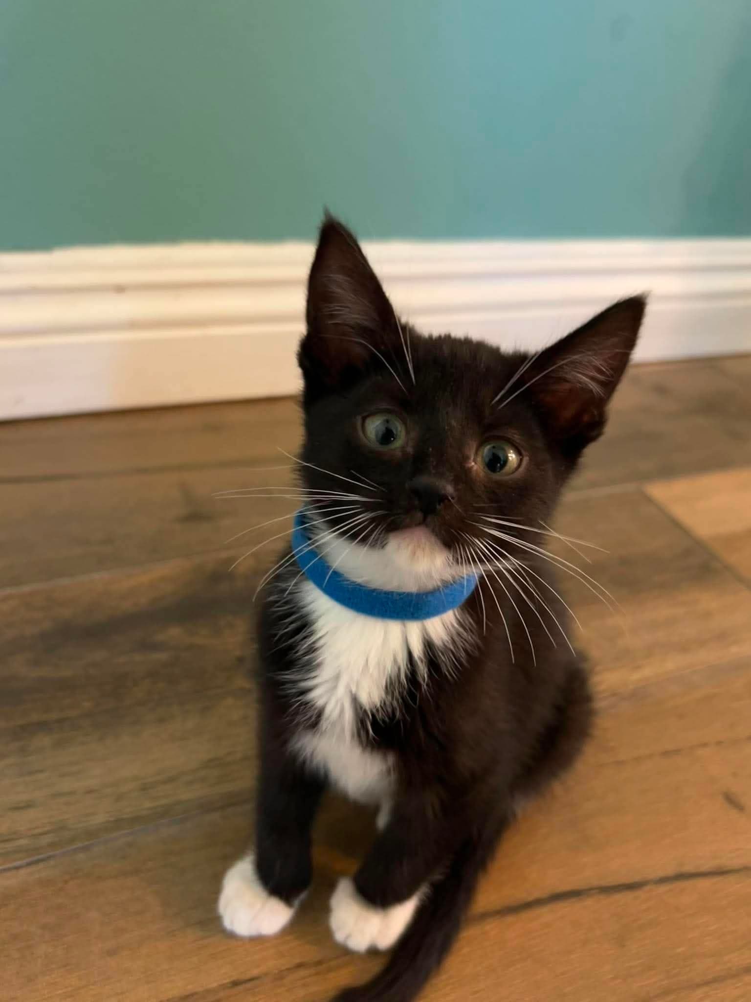 Bert - Tuxedo