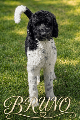 Bruno image 1