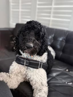 Bruno image 2