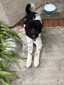 Bruno image 3