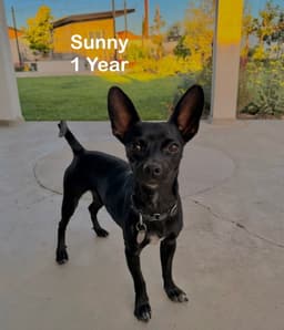 Sunny image 1