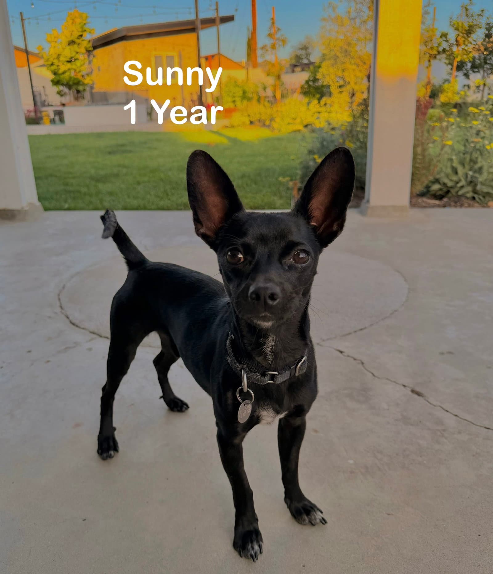 Sunny - Chihuahua