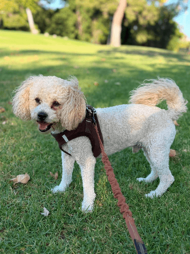 Timothy - Poodle (Toy)