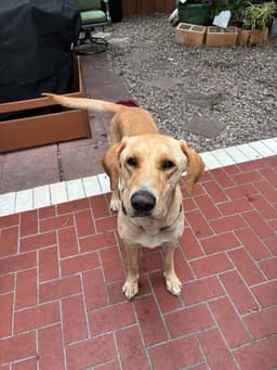 Duke image 2