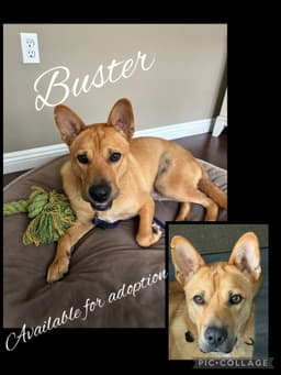 Buster image 2
