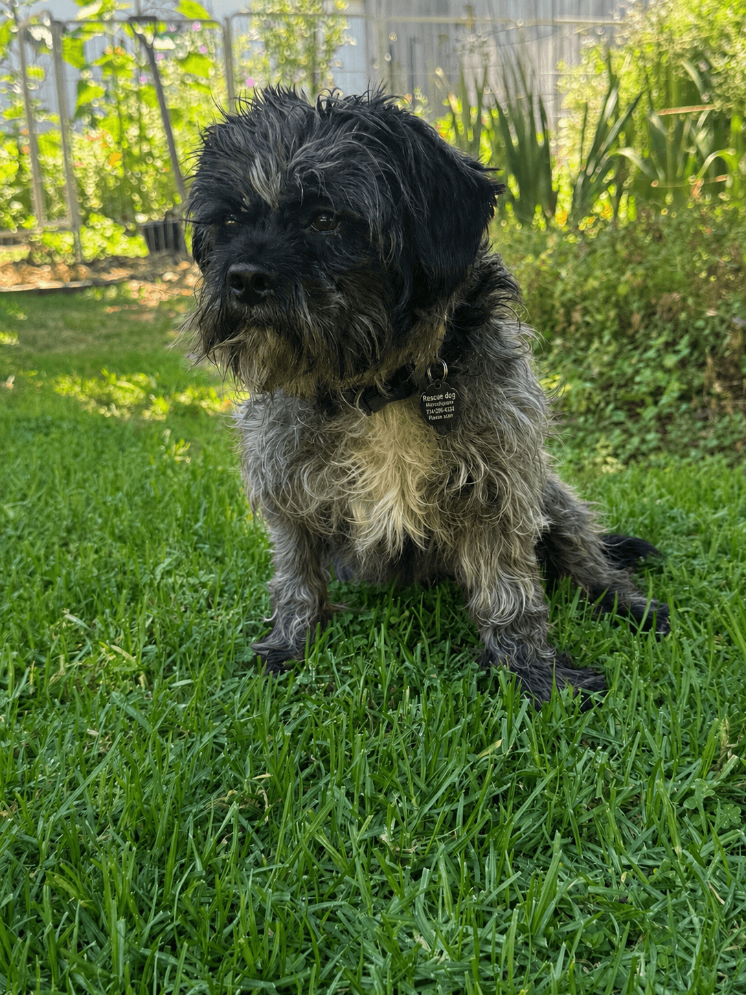 Oscar - Cockapoo