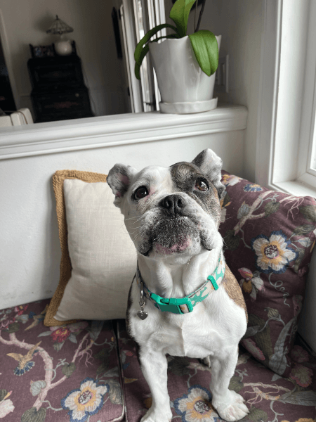 Birdie - French Bulldog