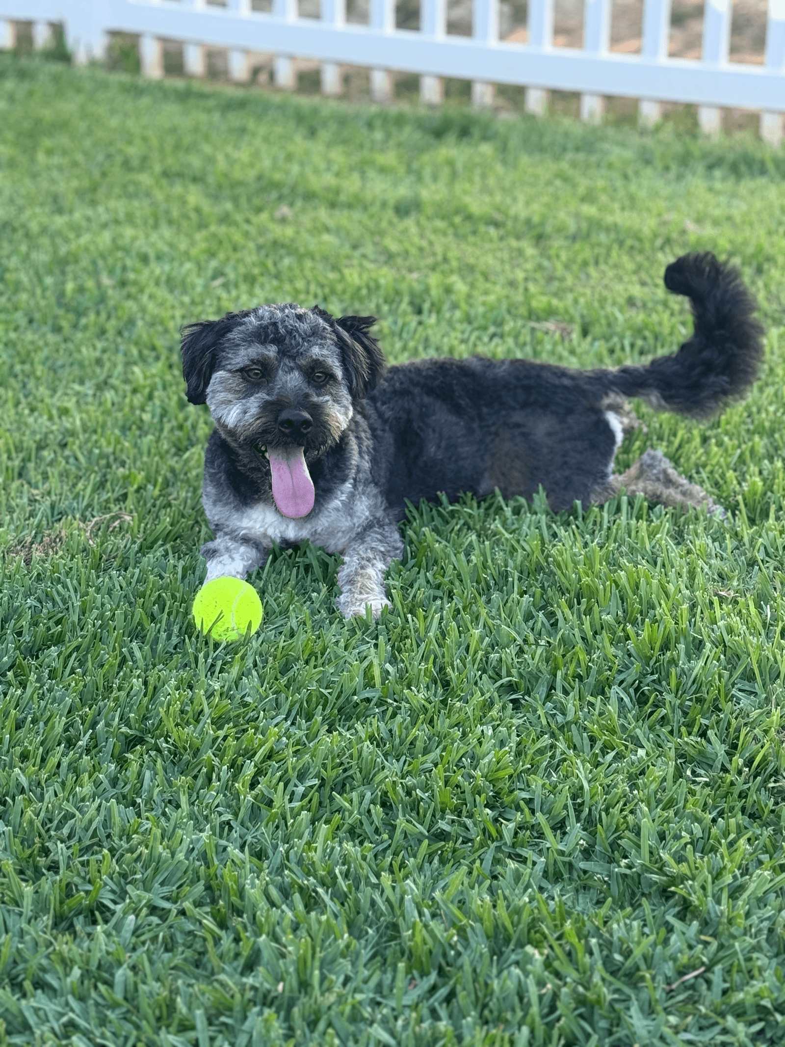 Benji - Cockapoo