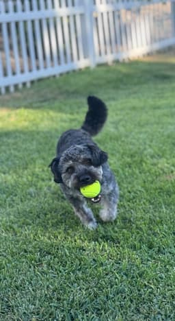 Benji image 3