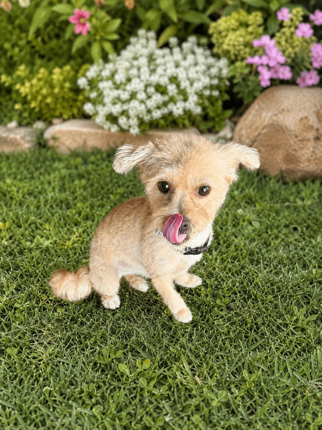 Bailey - Cairn Terrier