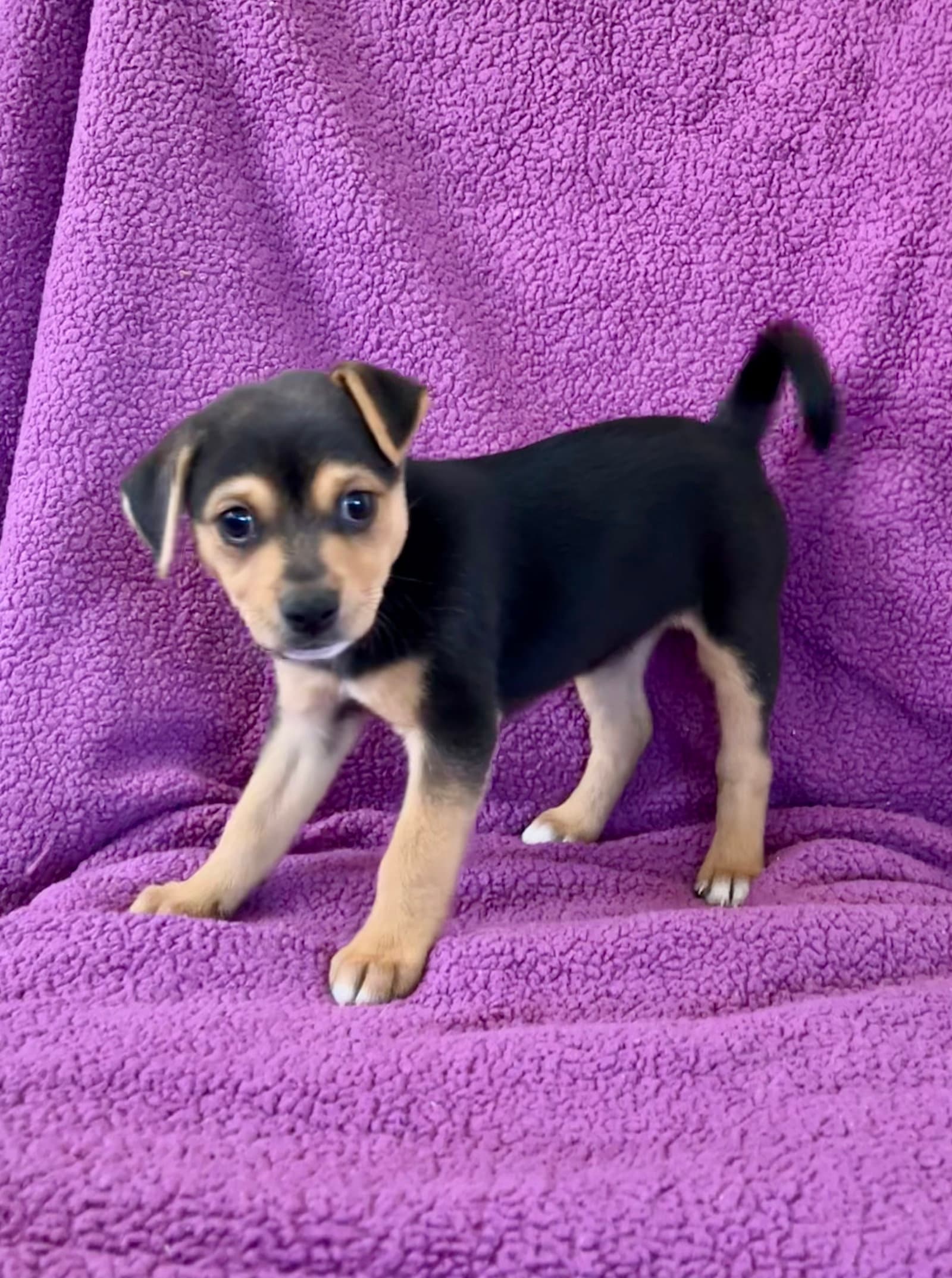Ginny - Doberman Pinscher