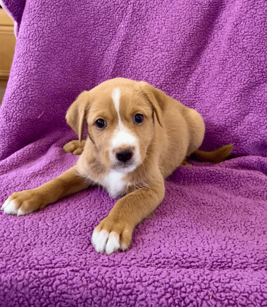 Gregor - Australian Shepherd