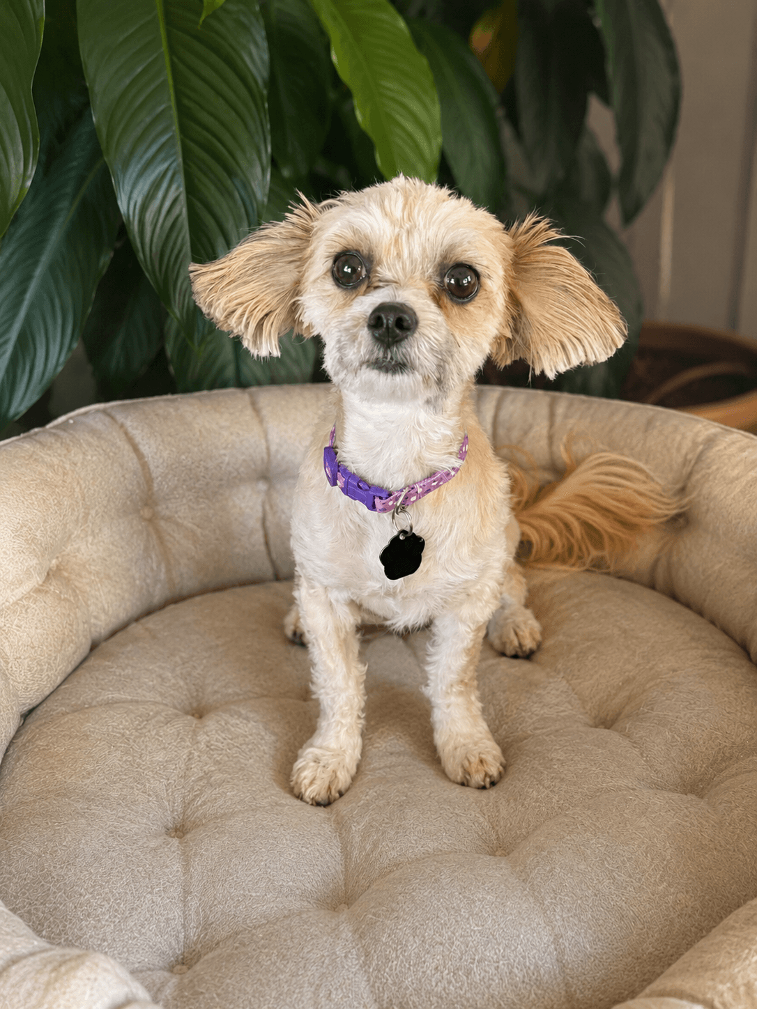 Nancy Ann - Maltese
