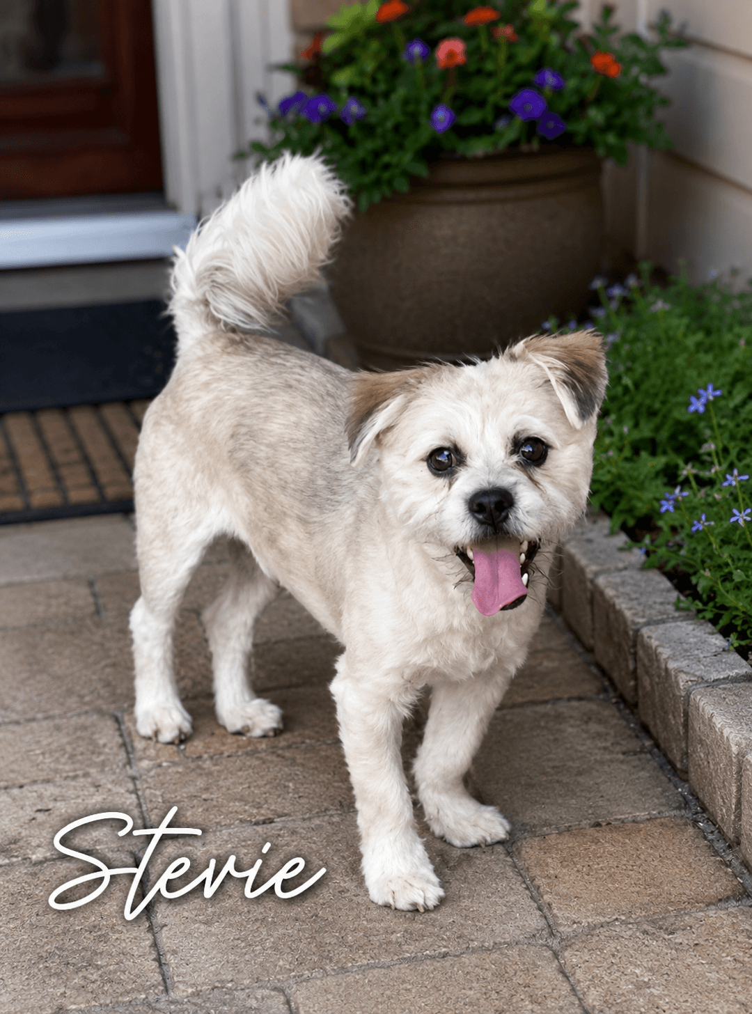 Stevie - Maltese