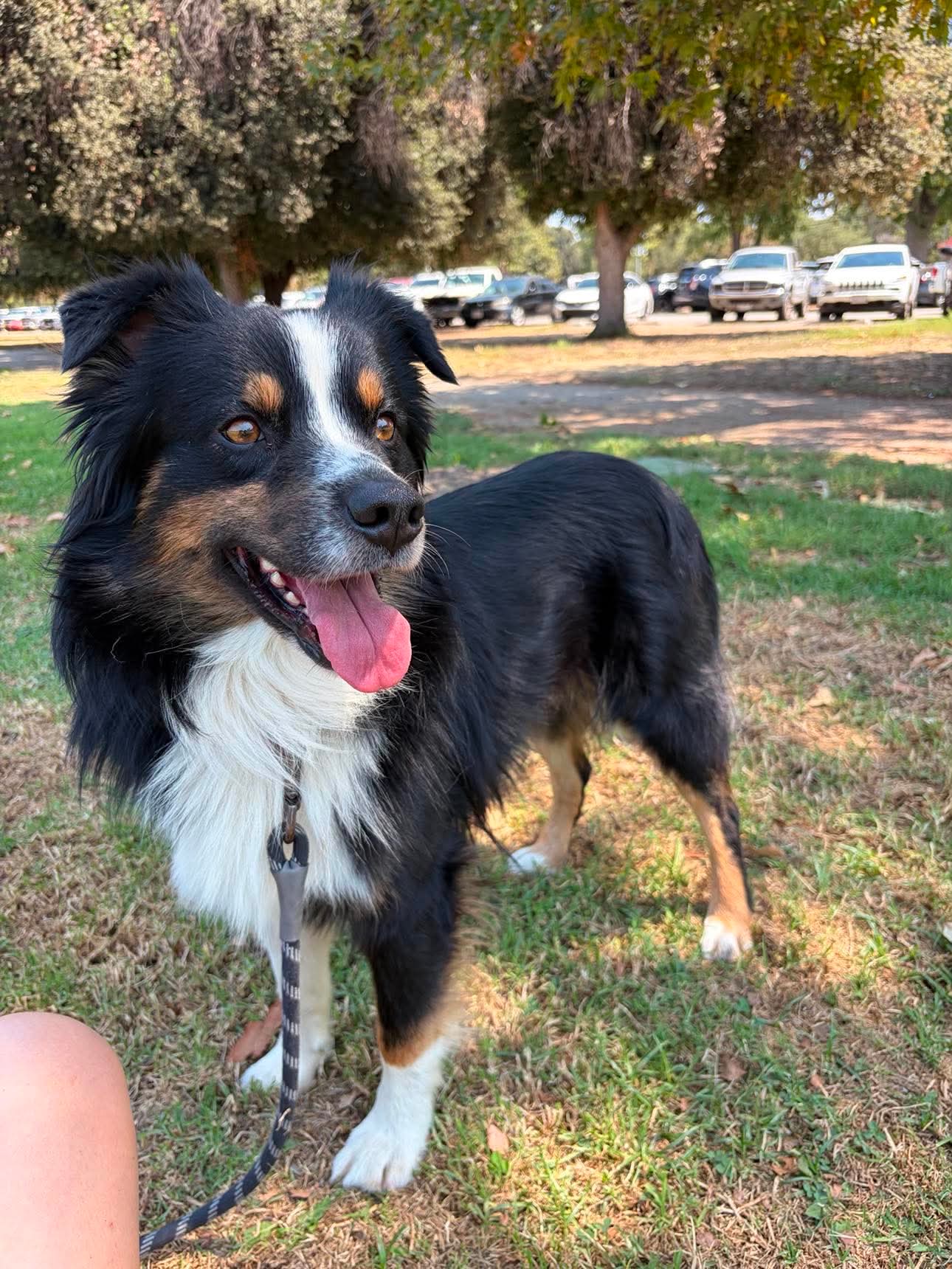 Timber - Australian Shepherd