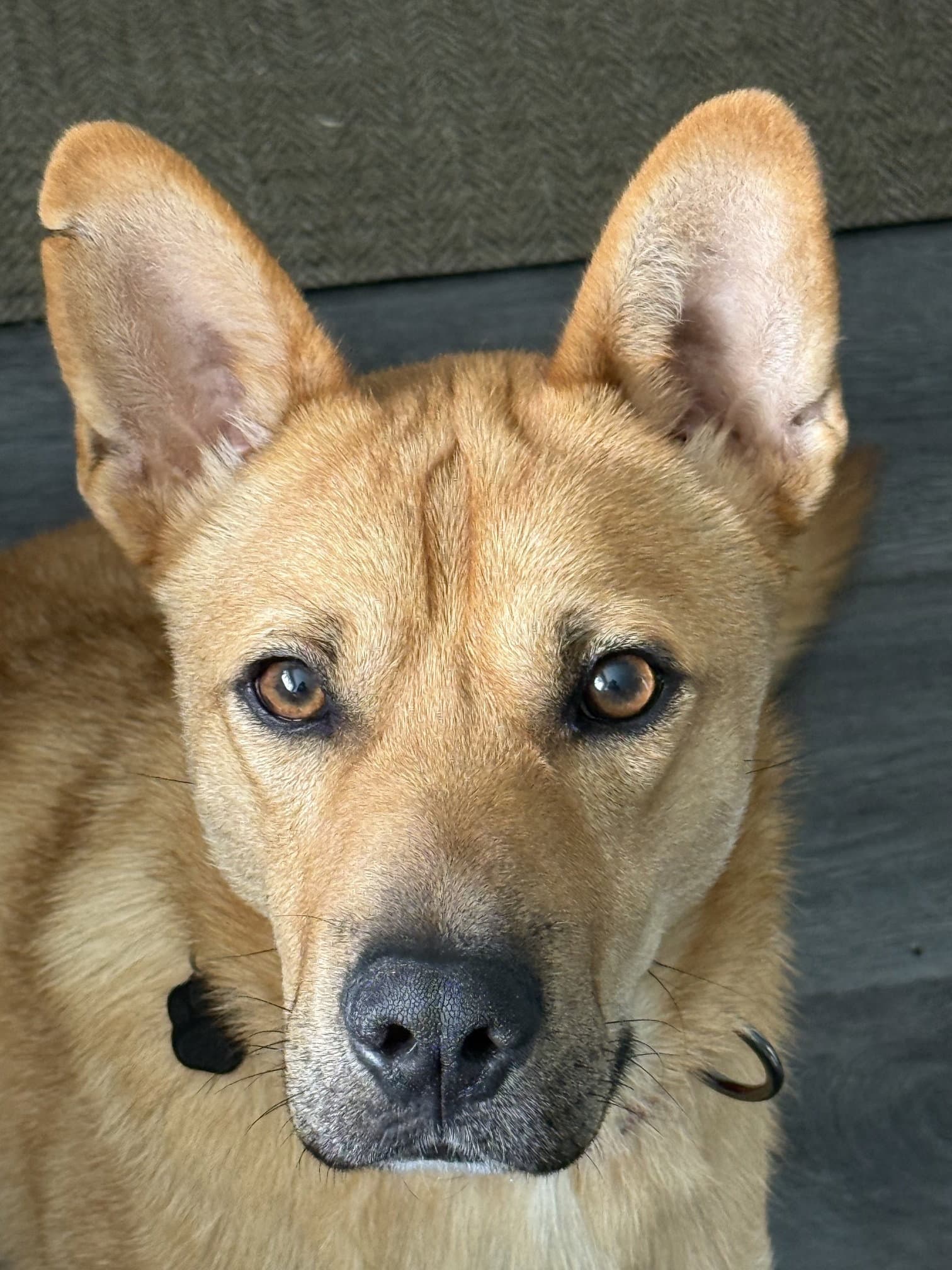 Buster - Shepherd