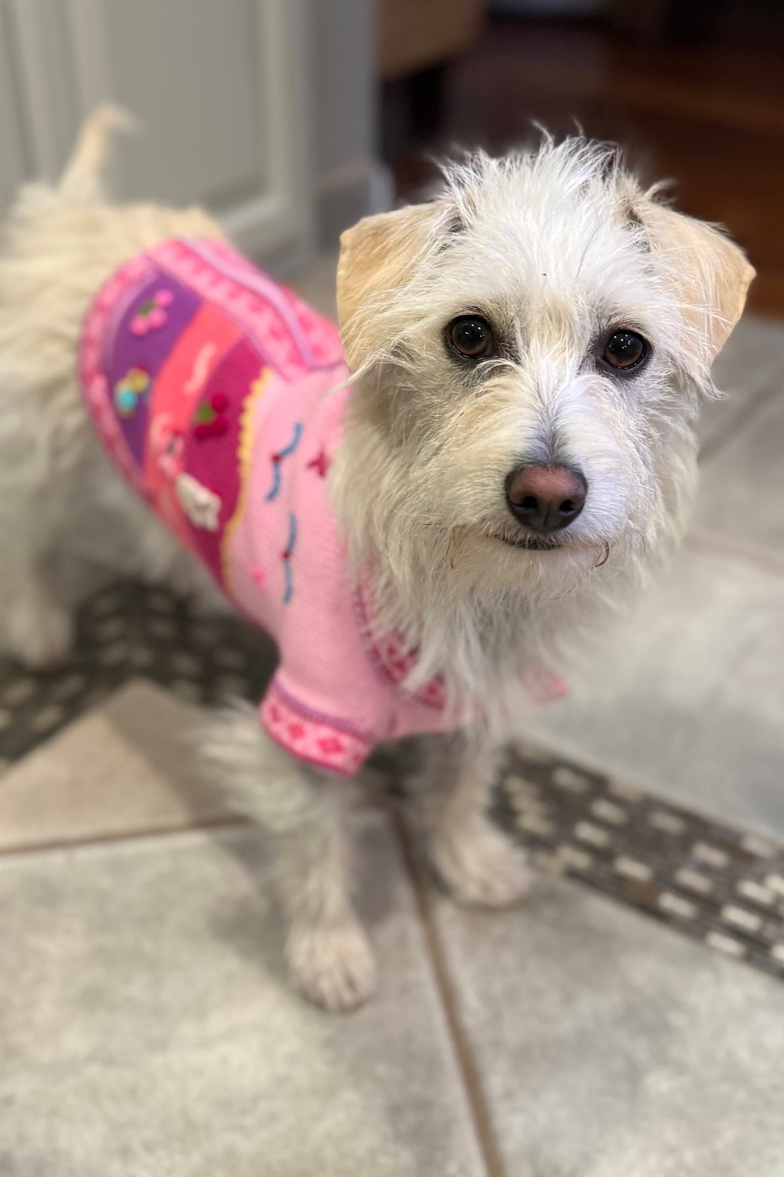 Willow - Poodle (unknown type)
