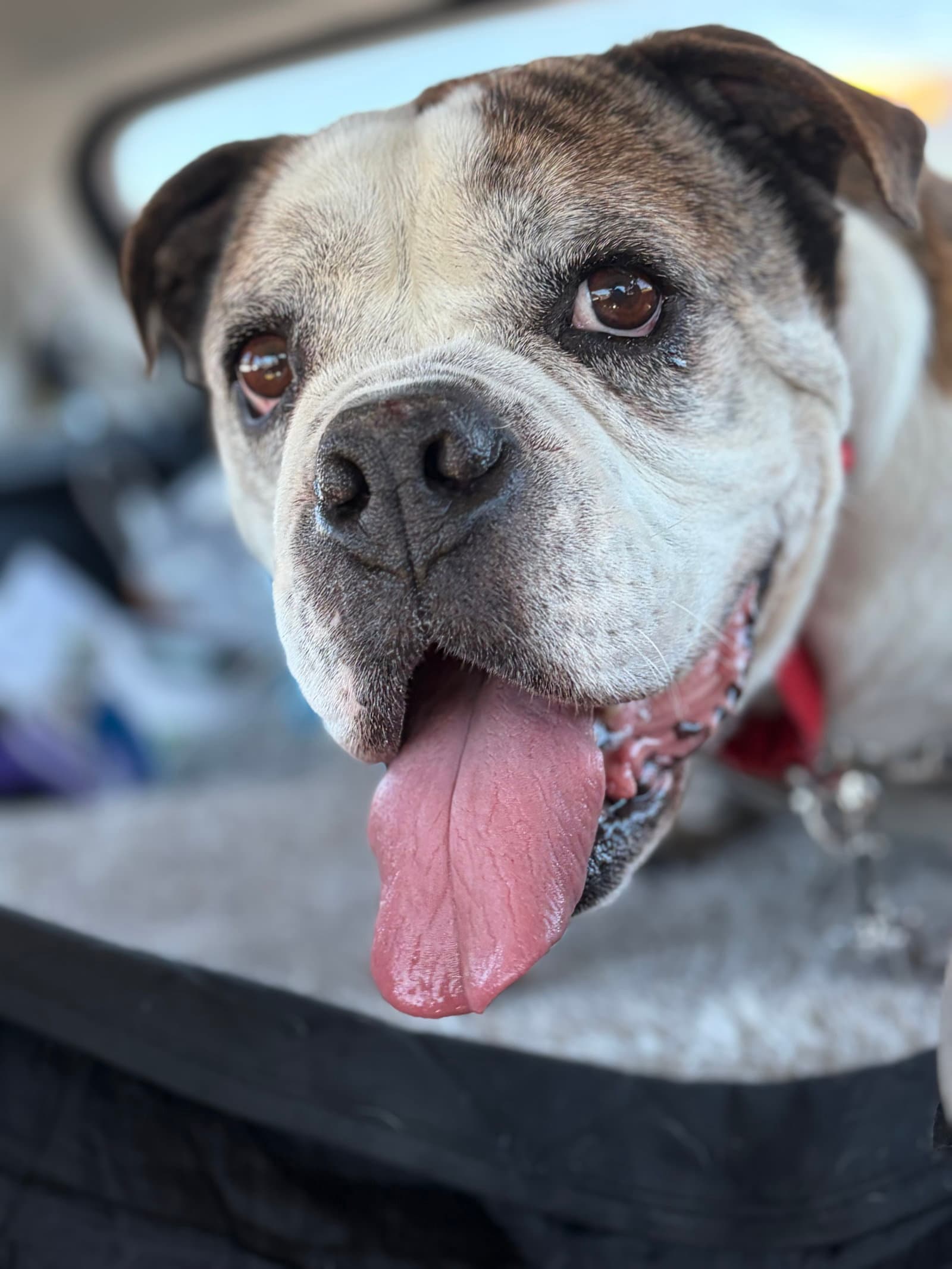 Jumbo Joe - Bulldog