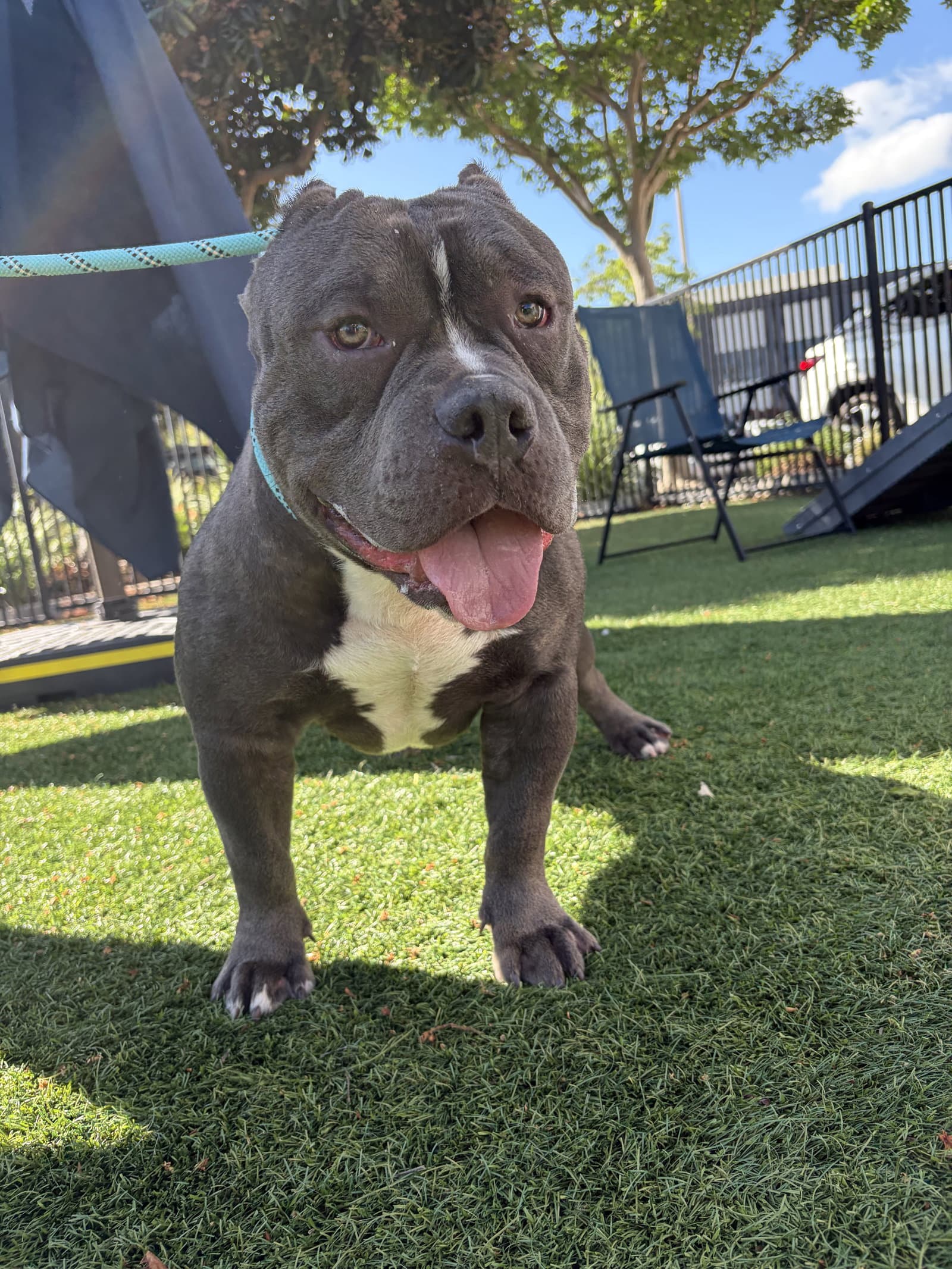 Chonk - American Staffordshire Terrier