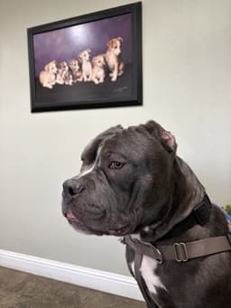 Chonk image 3