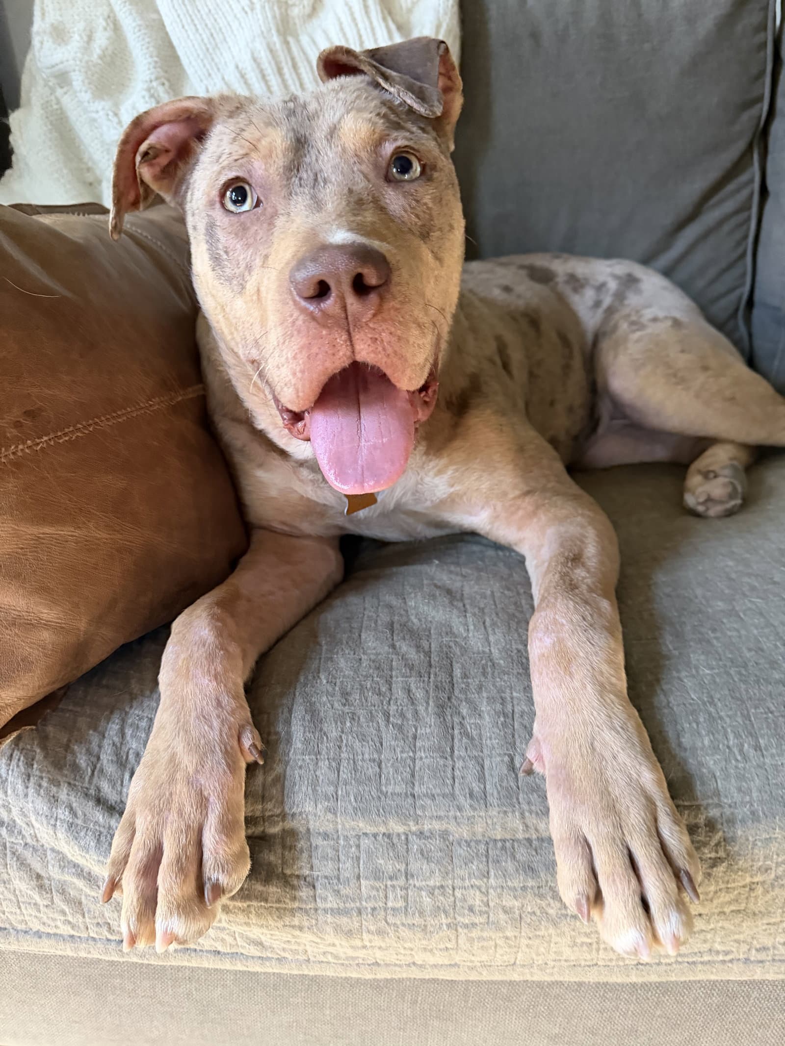 Hattie - Pit Bull Terrier