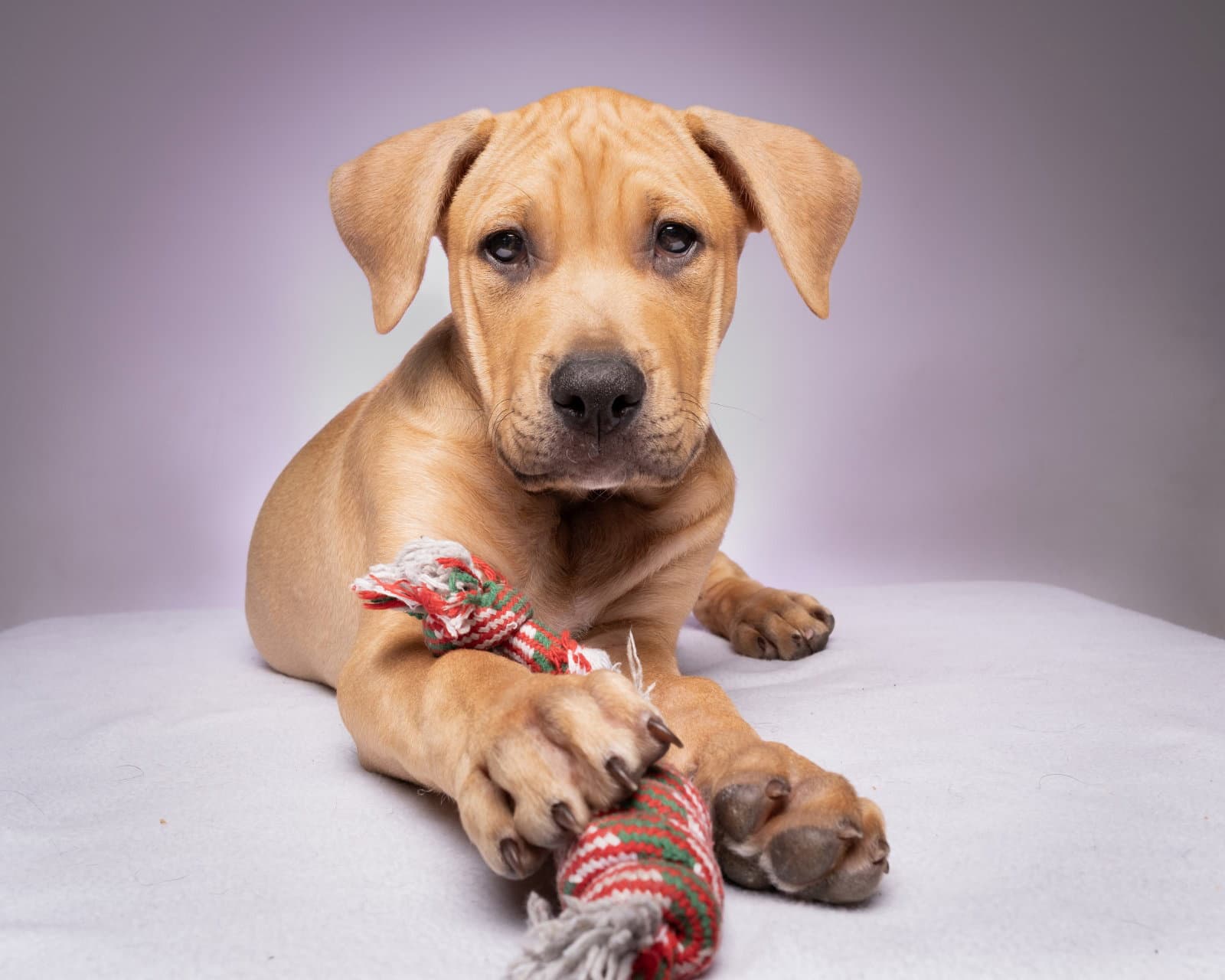 Cooper - Pit Bull Terrier