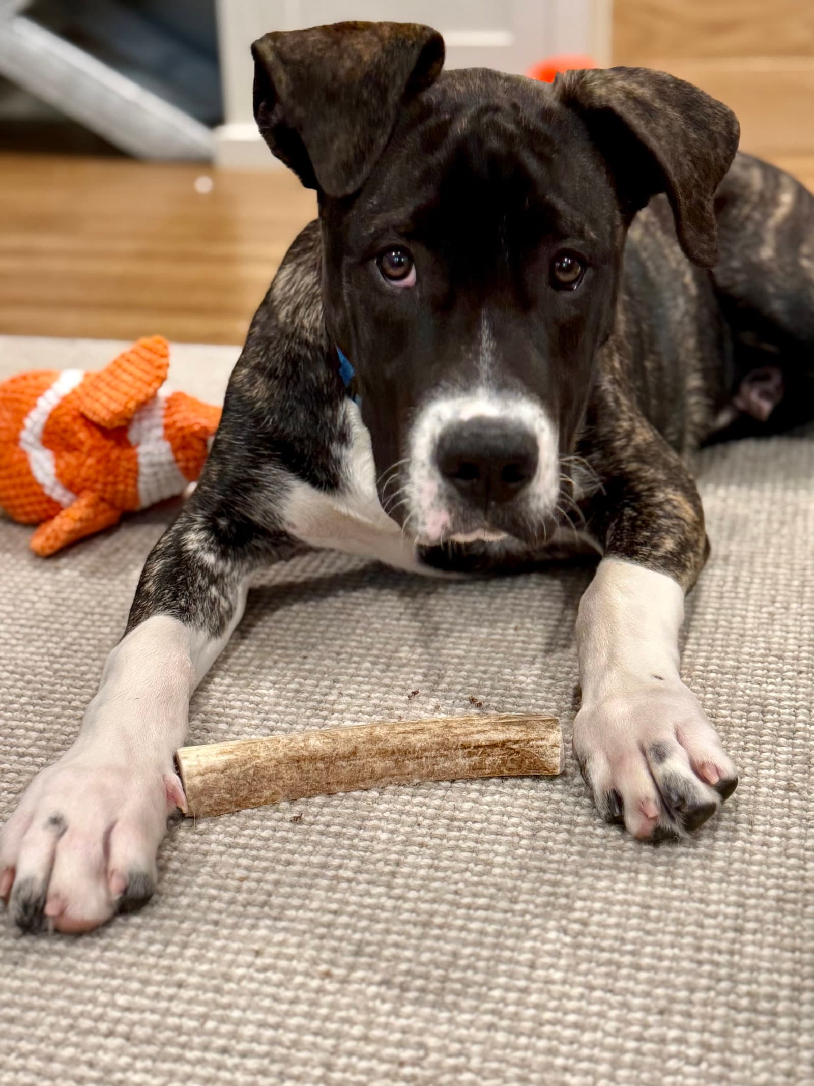 Jesse - Hound