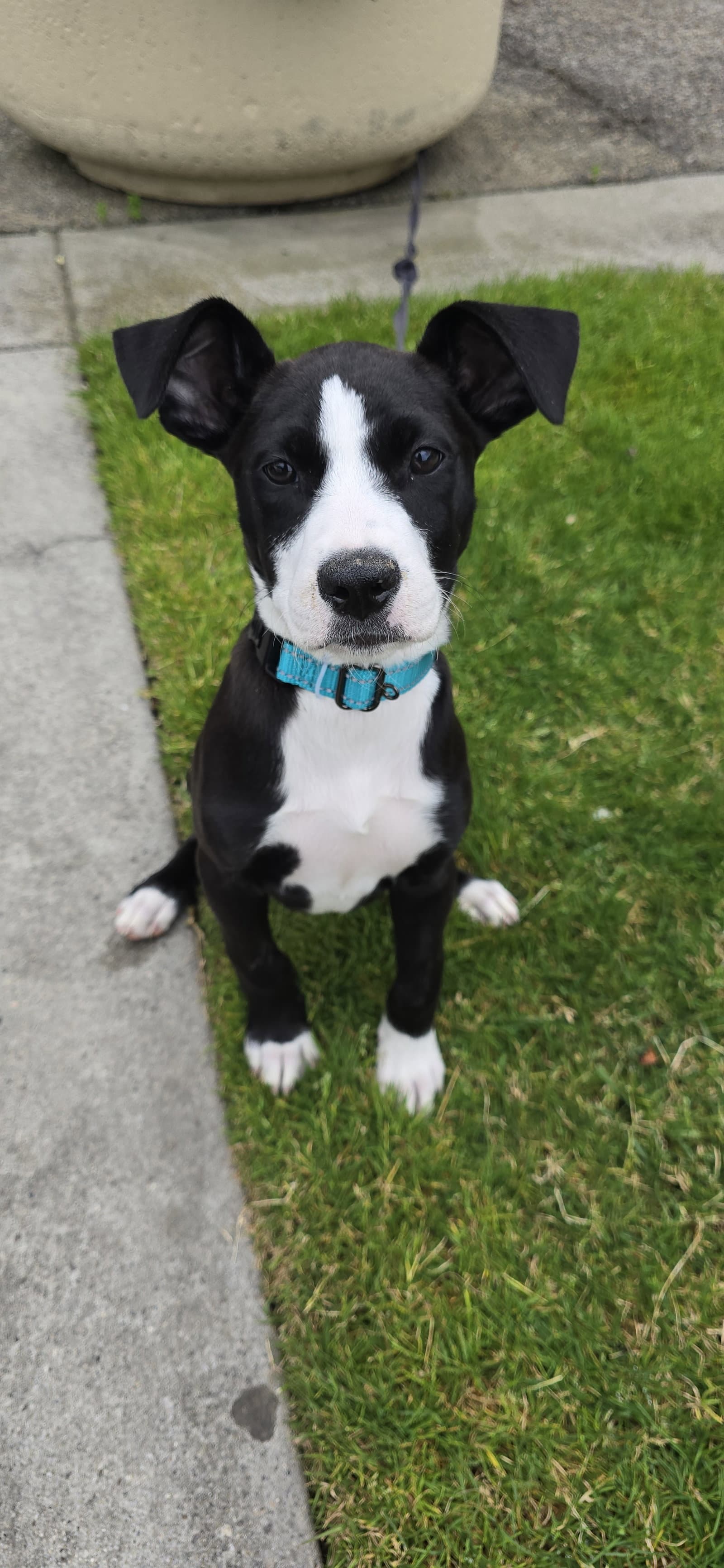 Polly - Border Collie