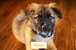 Walnut image 1