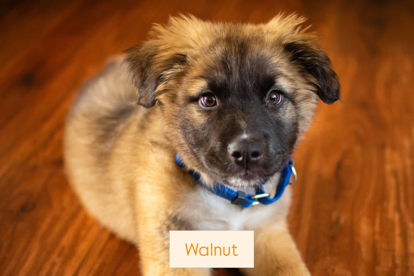 Walnut - Shepherd