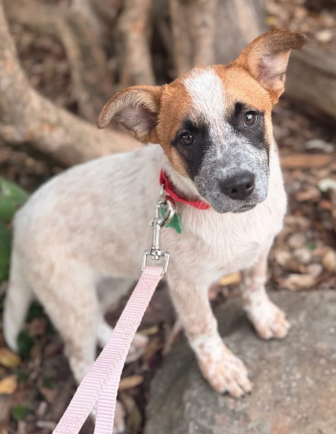Guernsey - Cattle Dog