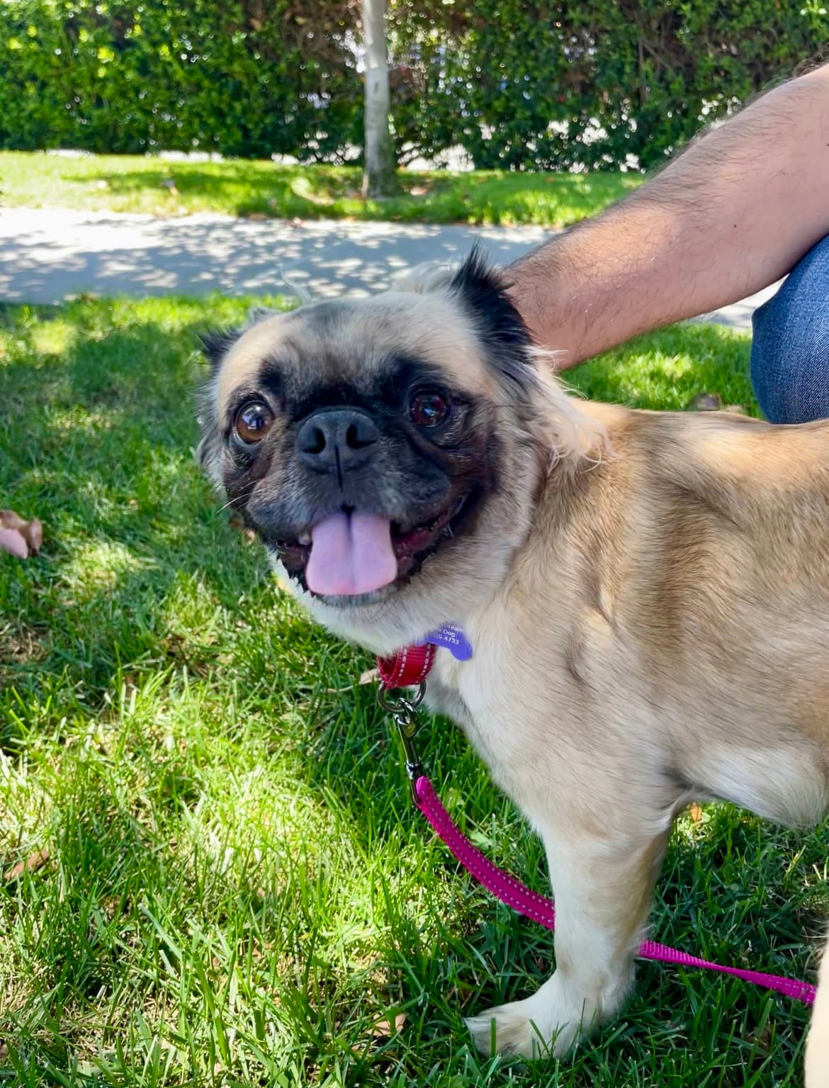 Esmeralda - Pug