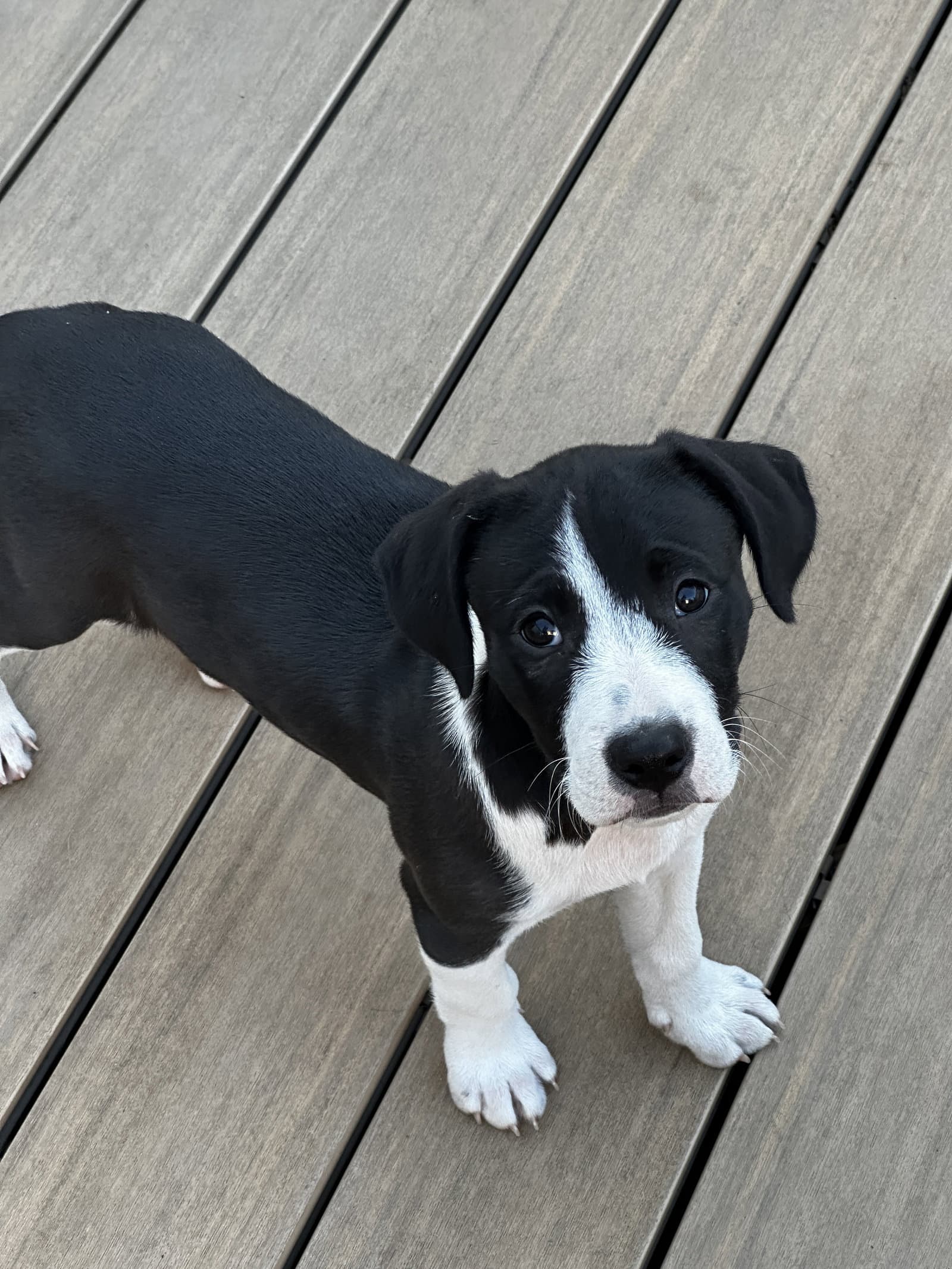 Rueben - Terrier
