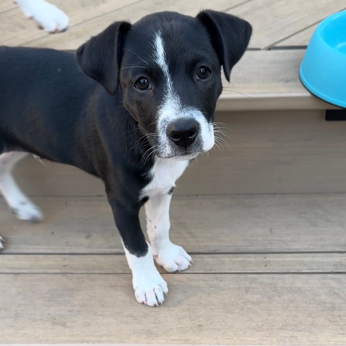 Pee Wee - Terrier