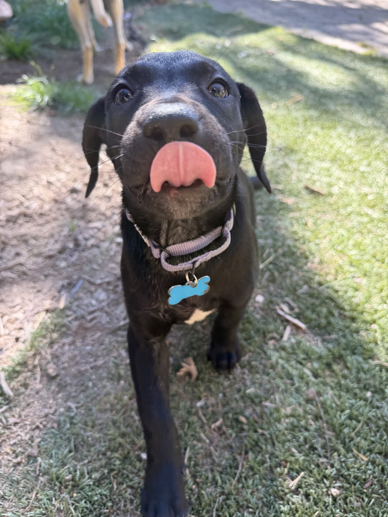 Maggie Mae - Labrador Retriever