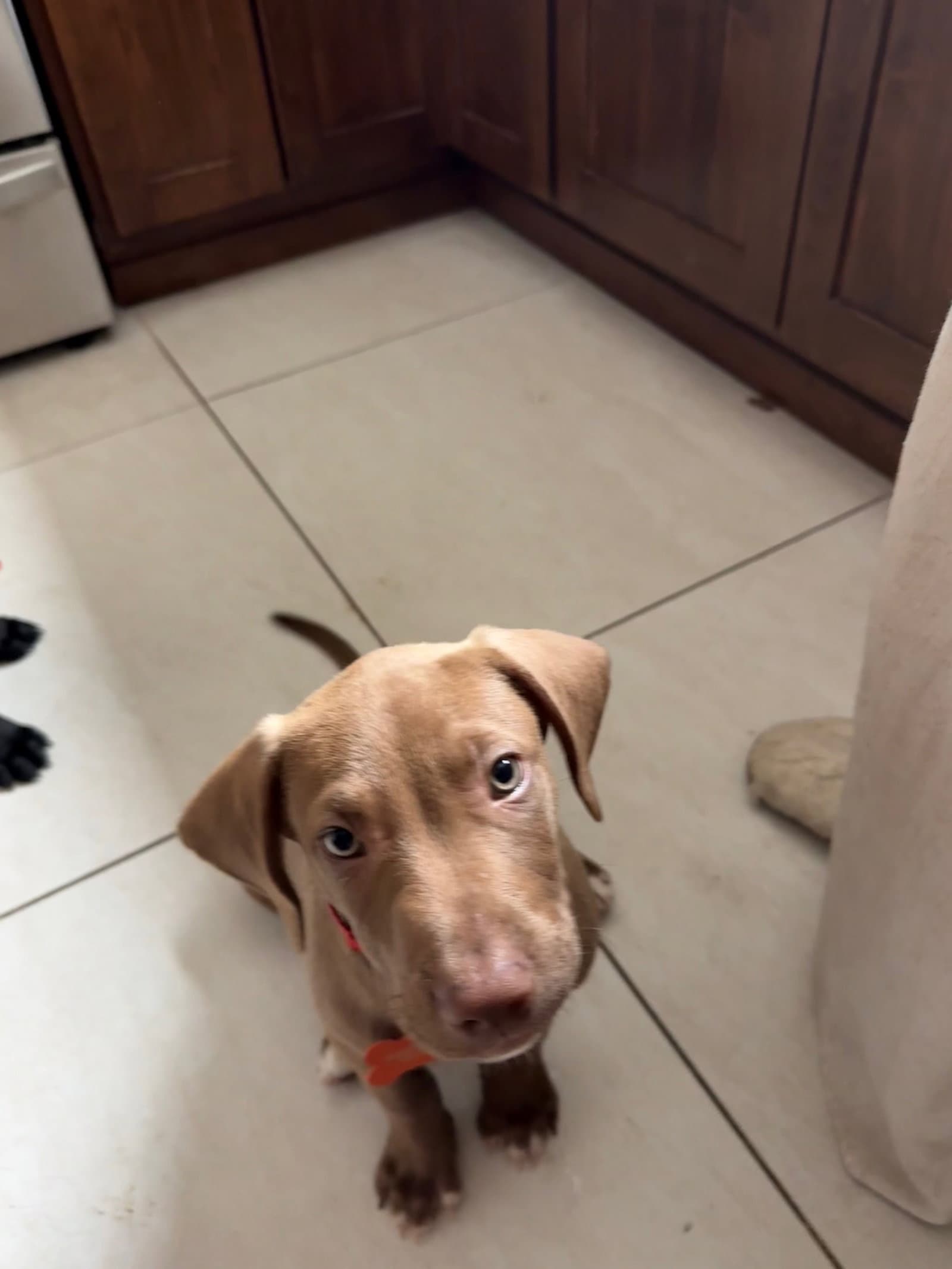 Remus - Labrador Retriever