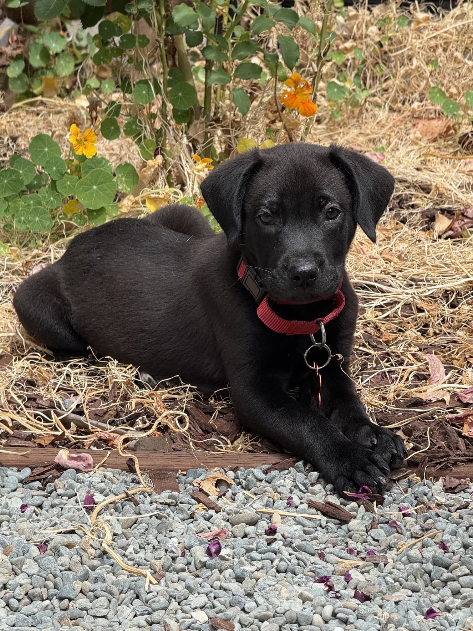 Romulus - Labrador Retriever