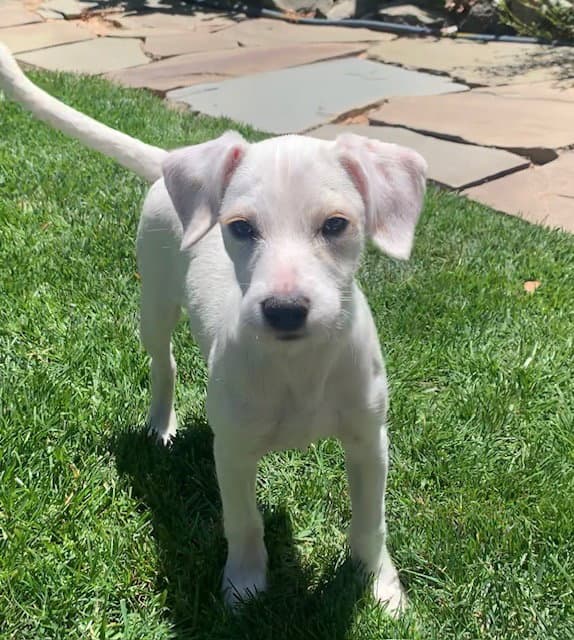 Ivy - Terrier