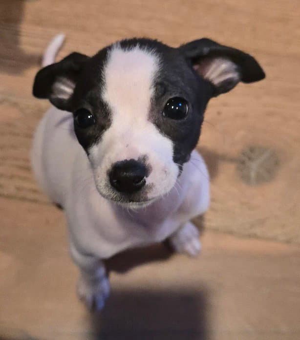 Nugget - Chihuahua
