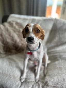 Dottie image 1