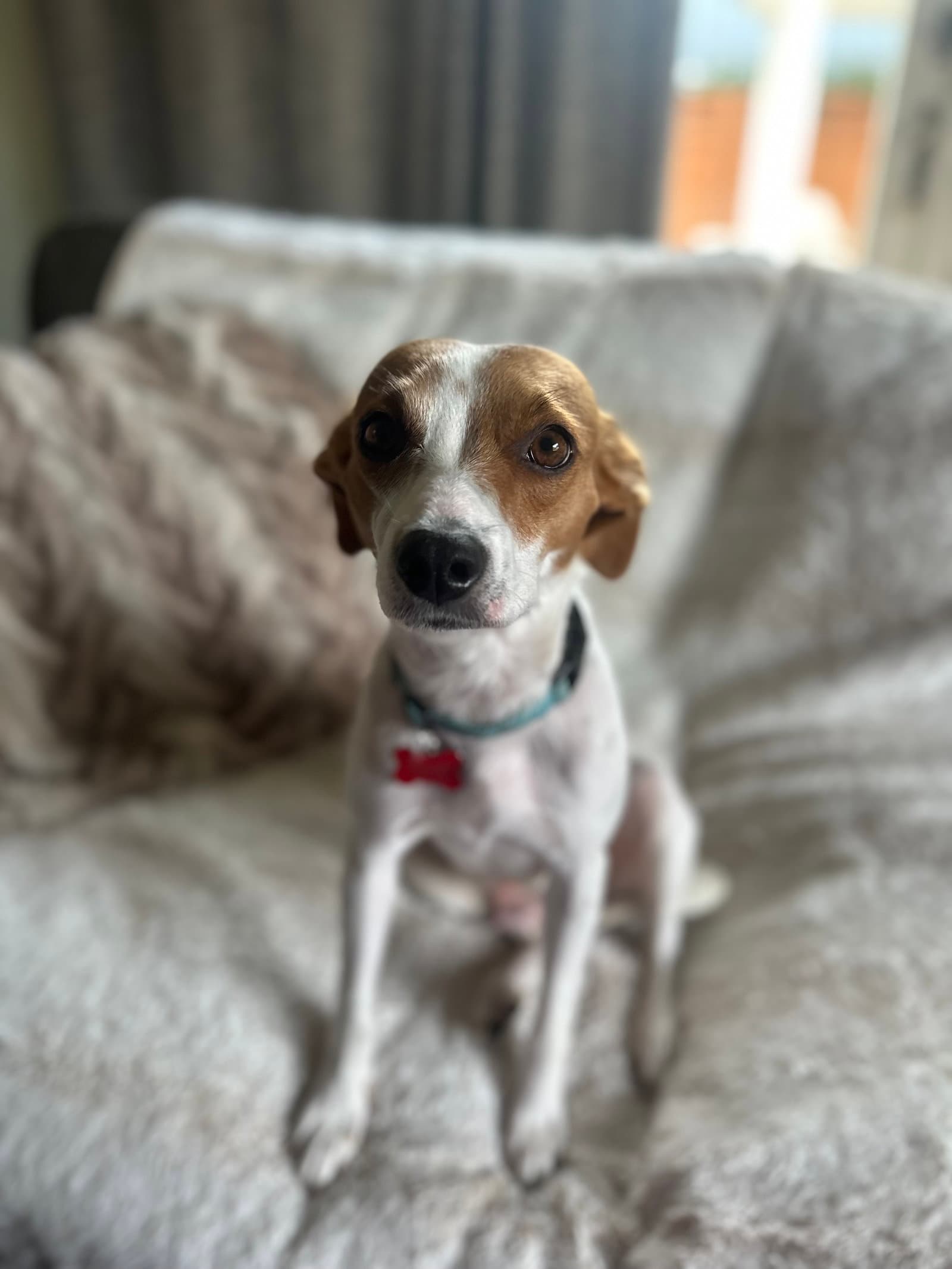 Dottie - Terrier