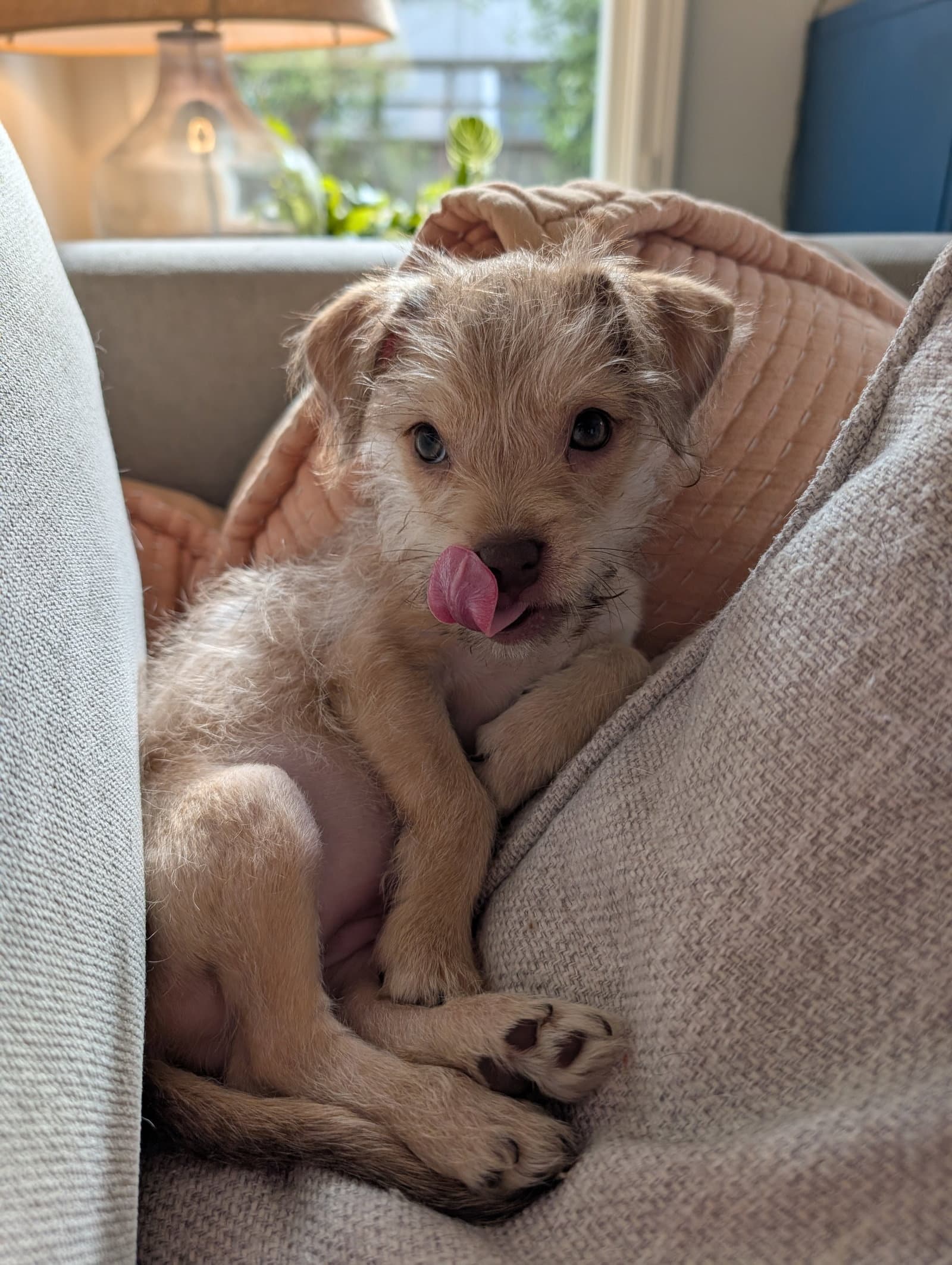 Peach - Chihuahua