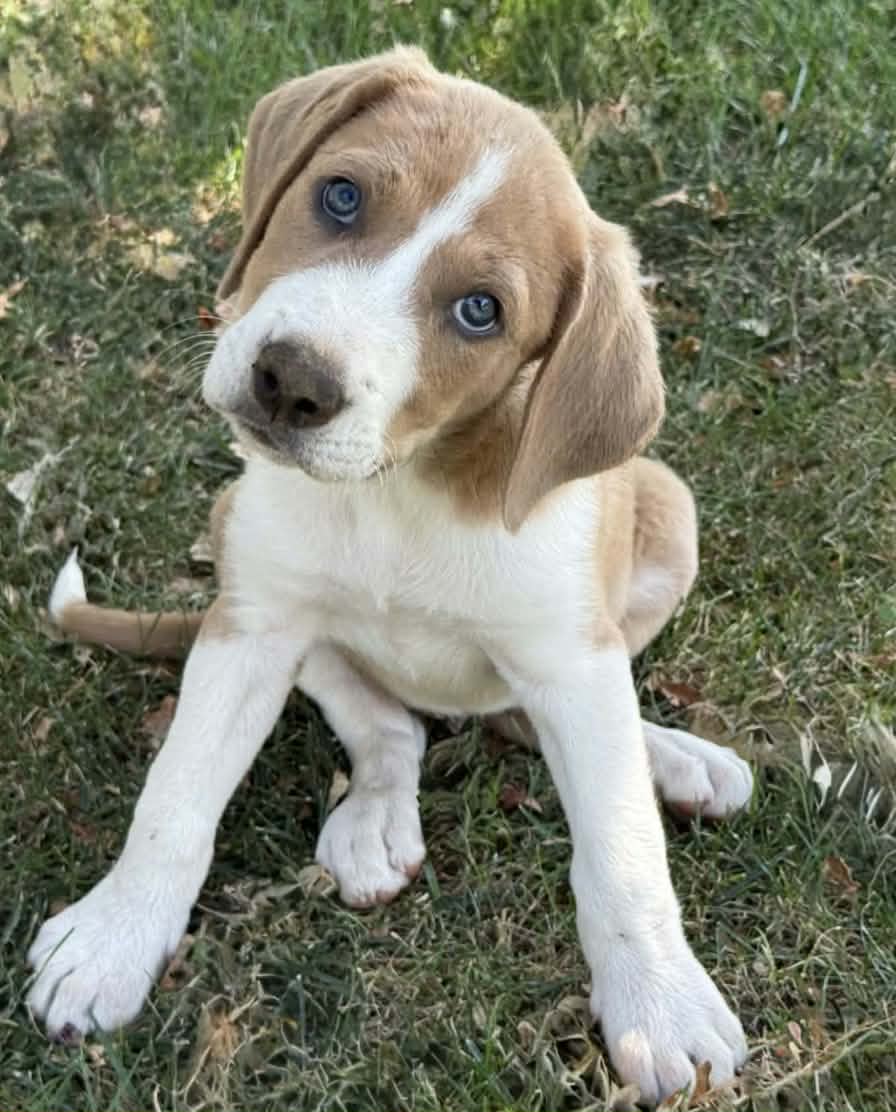 Abby - Hound