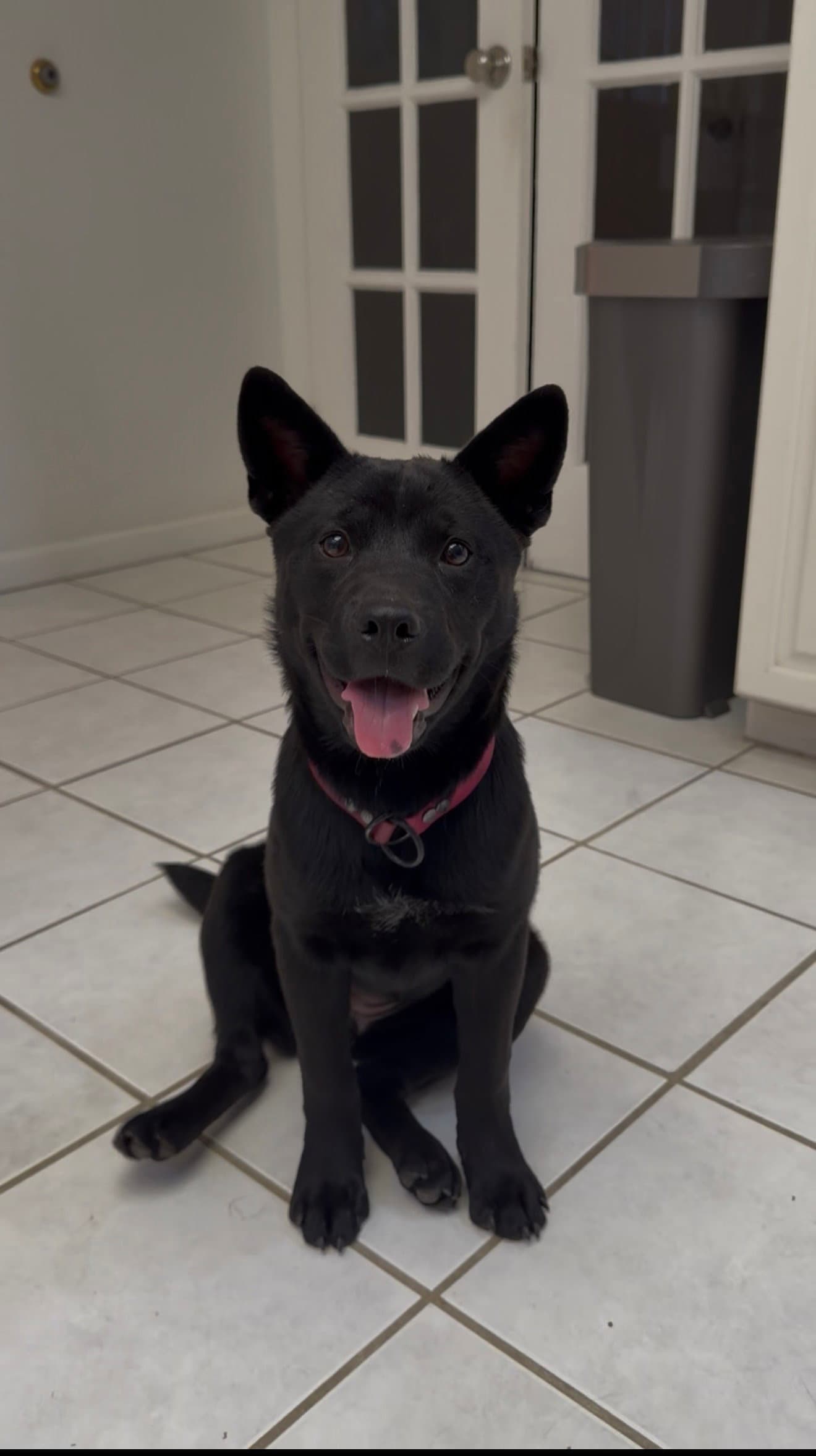 Shenzi - Chow Chow