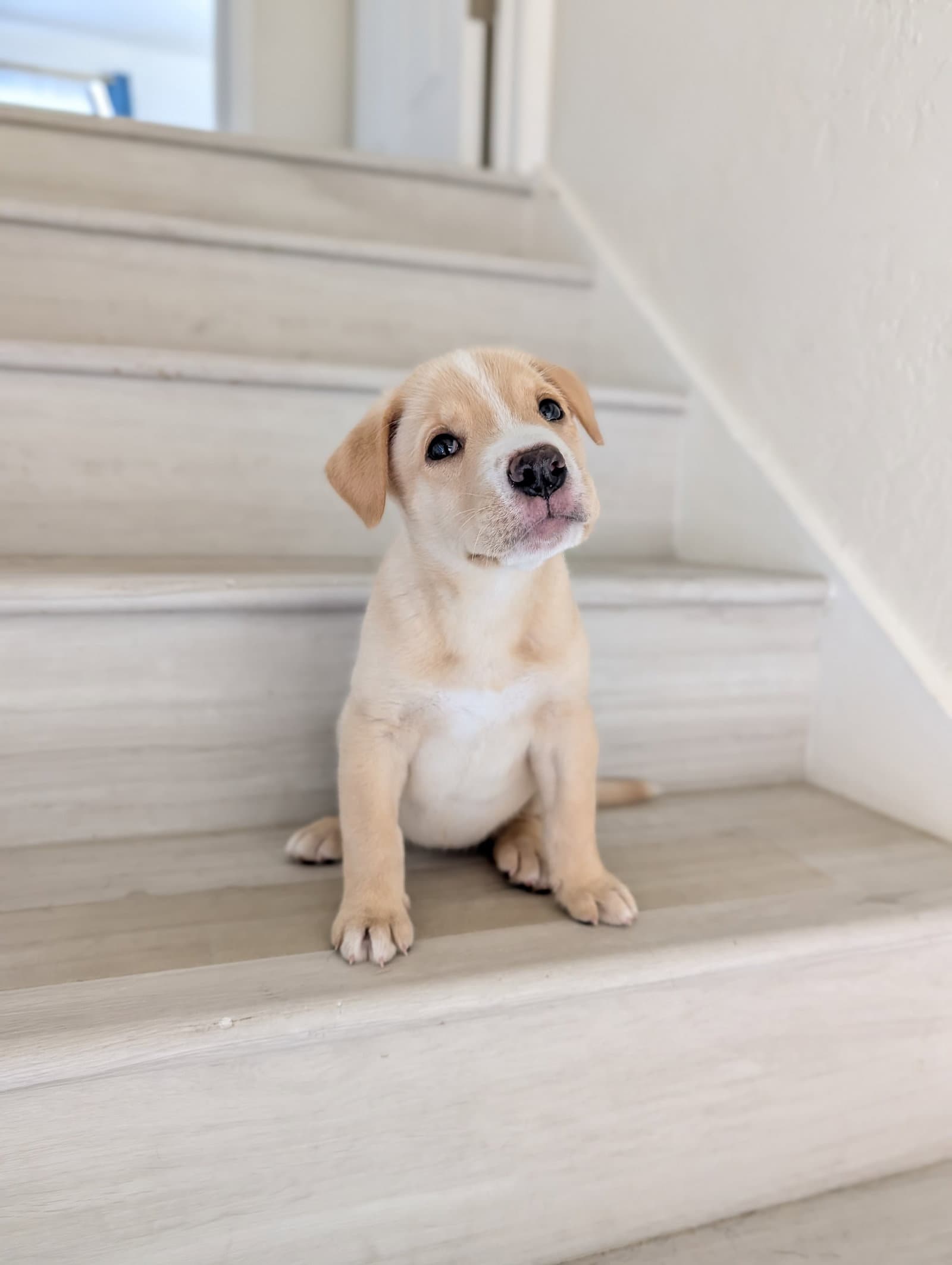 Matilda - Pit Bull Terrier