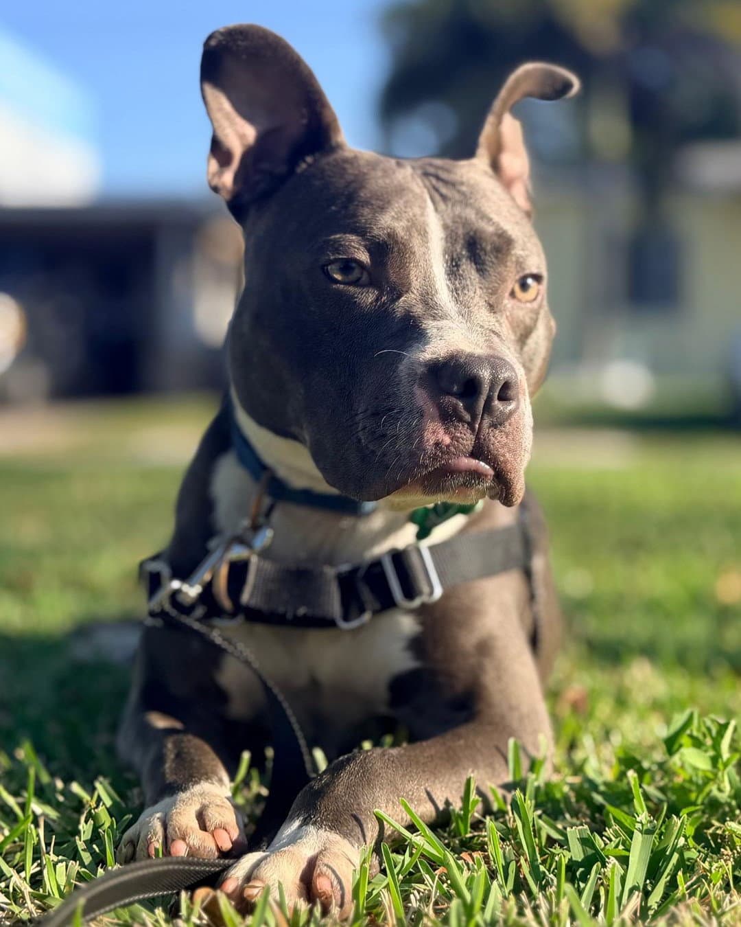 Jett - Staffordshire Bull Terrier