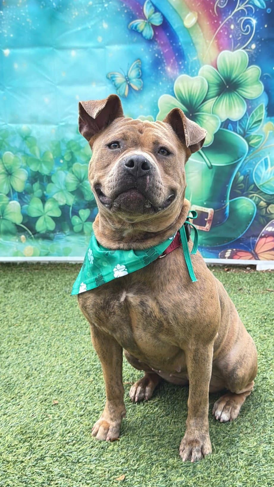 Xena - Staffordshire Bull Terrier